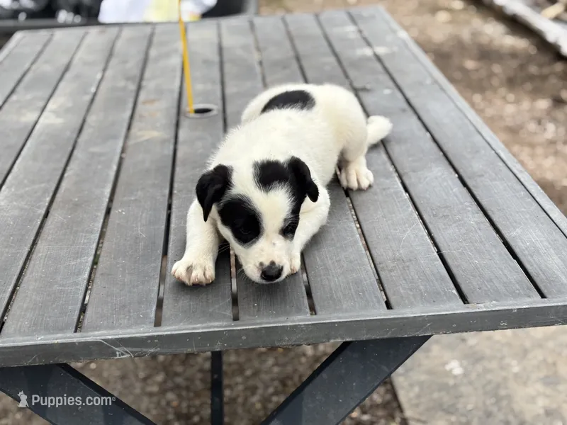 Bo – Border Collie puppy for sale in New Castle, KY