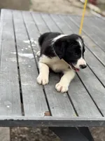 Trump, a male Border Collie for sale in New Castle, KY – 4 of 4