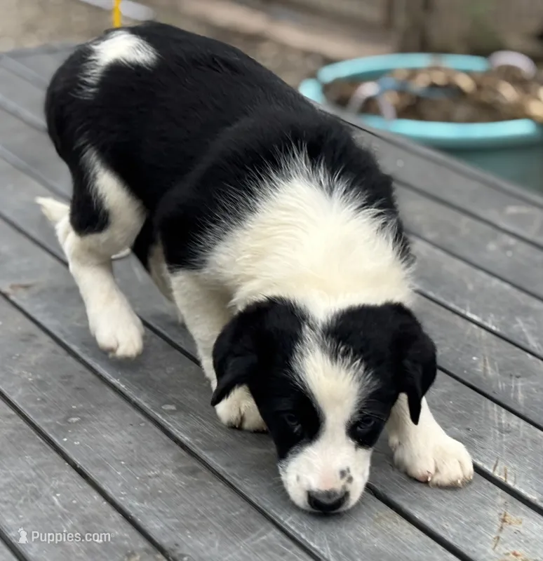 Sue – Border Collie puppy for sale in New Castle, KY