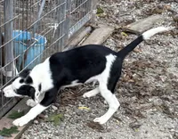Clyde, a male Border Collie for sale in New Castle, KY – 1 of 7