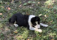 Skittles, a male Border Collie for sale in New Castle, KY – 6 of 7