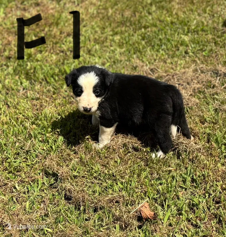 Sweet Pea – Border Collie puppy for sale in New Castle, KY