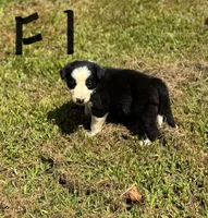 Sweet Pea, a female Border Collie for sale in New Castle, KY – 1 of 2