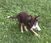 Penny, a female Border Collie for sale in New Castle, KY – 6 of 6