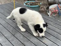 Bo, a male Border Collie for sale in New Castle, KY – 4 of 4