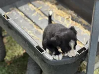 Walker, a male Border Collie for sale in New Castle, KY – 4 of 6
