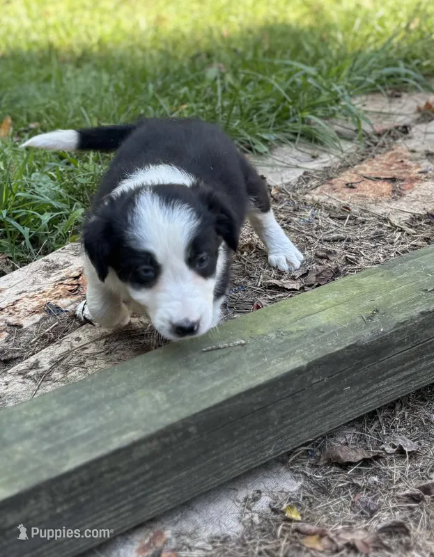 Daisy  – Border Collie puppy for sale in New Castle, KY