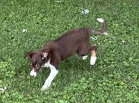 Penny, a female Border Collie for sale in New Castle, KY – 4 of 6