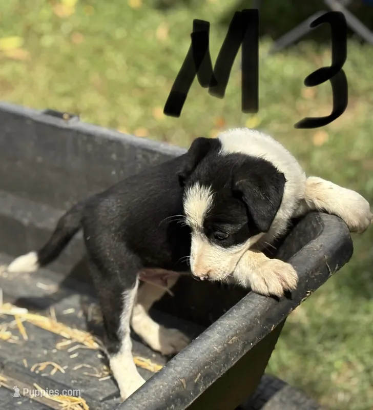 Danny Boy – Border Collie puppy for sale in New Castle, KY