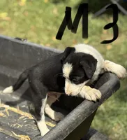 Danny Boy, a male Border Collie for sale in New Castle, KY – 3 of 5