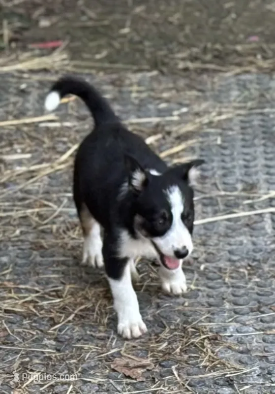 Maggie – Border Collie puppy for sale in New Castle, KY