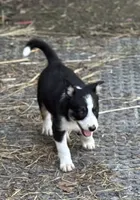 Maggie, a female Border Collie for sale in New Castle, KY – 1 of 5