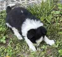 Woody, a male Border Collie for sale in New Castle, KY – 3 of 4