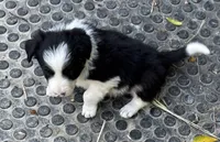 Woody, a male Border Collie for sale in New Castle, KY – 2 of 4
