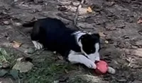 Danny Boy, a male Border Collie for sale in New Castle, KY – 2 of 5