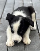 Candy, a female Border Collie for sale in New Castle, KY – 2 of 4