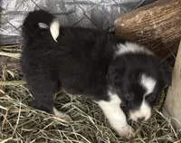 Delbert, a male Border Collie for sale in New Castle, KY – 1 of 4