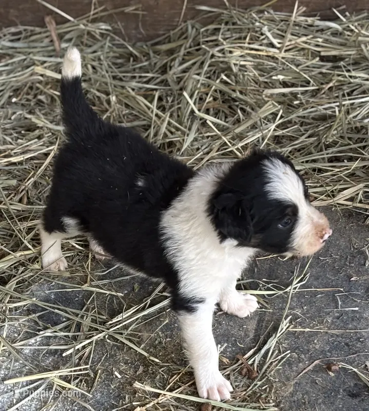 Woody – Border Collie puppy for sale in New Castle, KY