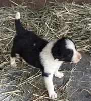 Woody, a male Border Collie for sale in New Castle, KY – 1 of 4