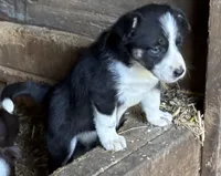 Maggie, a female Border Collie for sale in New Castle, KY – 5 of 5