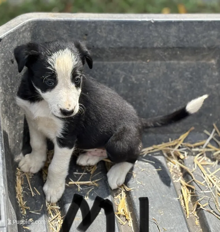 Gus – Border Collie puppy for sale in New Castle, KY