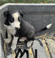 Gus, a male Border Collie for sale in New Castle, KY – 1 of 5