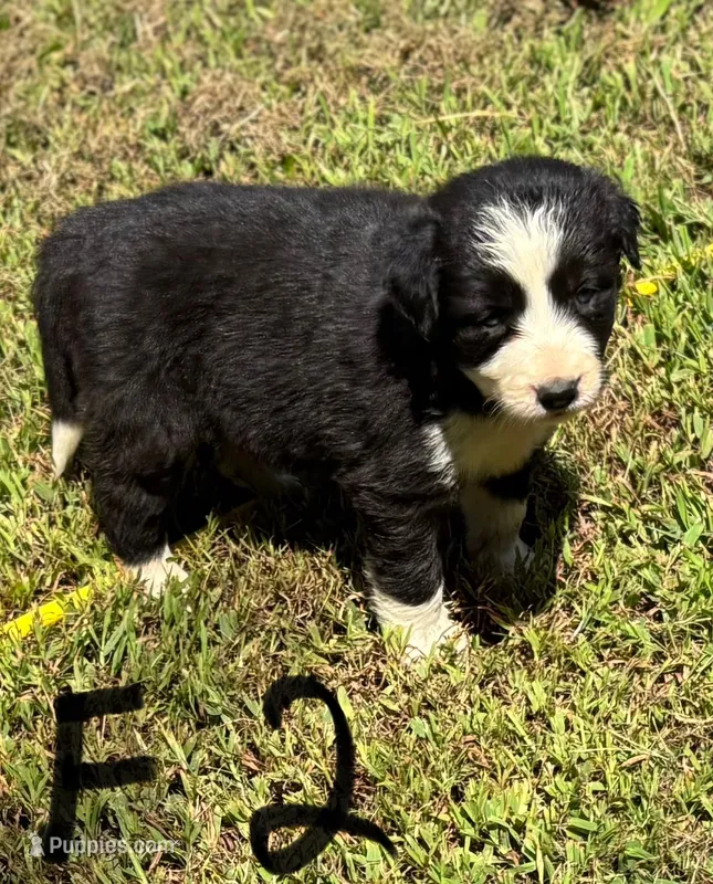 Daisy  – Border Collie puppy for sale in New Castle, KY