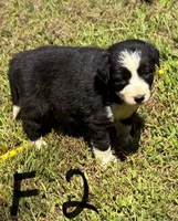 Daisy , a female Border Collie for sale in New Castle, KY – 1 of 1