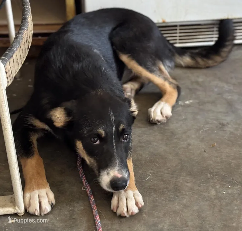 Sugar Britches – Border Collie puppy for sale in New Castle, KY