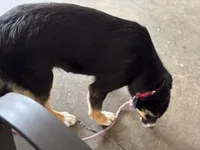 Sugar Britches, a female Border Collie for sale in New Castle, KY – Photo 7 of 7