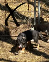 Sugar Britches, a female Border Collie for sale in New Castle, KY – Photo 2 of 7