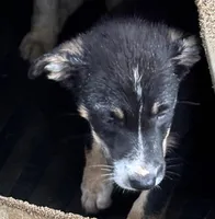 Sugar Britches, a female Border Collie for sale in New Castle, KY – Photo 3 of 7