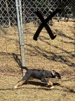 Sugar Britches, a female Border Collie for sale in New Castle, KY – Photo 6 of 7