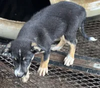 Sugar Britches, a female Border Collie for sale in New Castle, KY – Photo 4 of 7