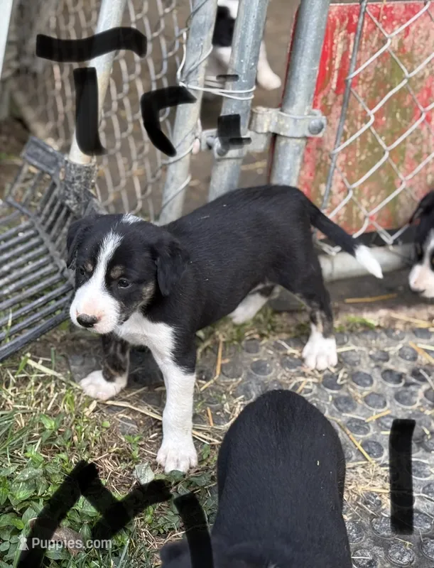 Dusty – Border Collie puppy for sale in New Castle, KY