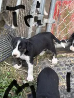 Dusty, a male Border Collie for sale in New Castle, KY – 1 of 3