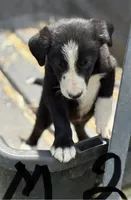Walker, a male Border Collie for sale in New Castle, KY – 2 of 6