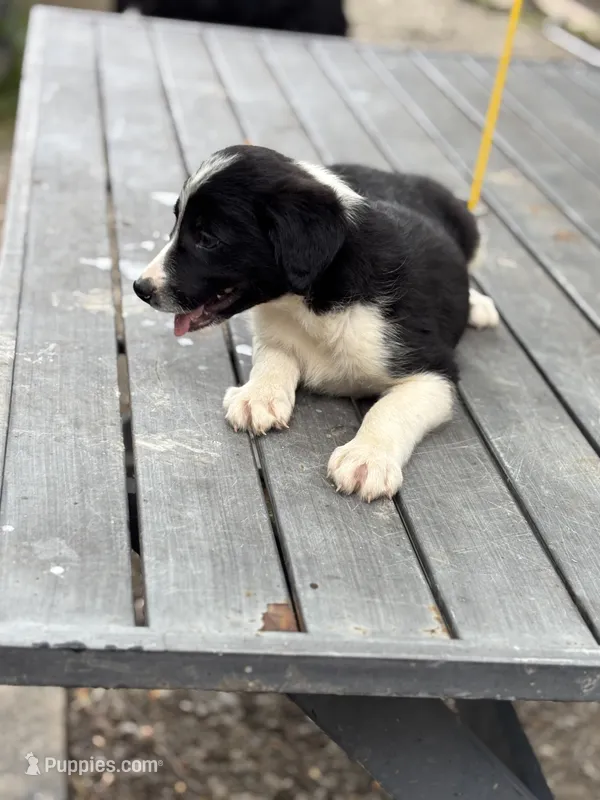 Trump – Border Collie puppy for sale in New Castle, KY