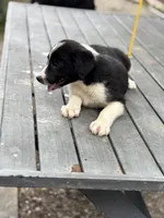Trump, a male Border Collie for sale in New Castle, KY – 1 of 4