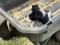 Gus, a male Border Collie for sale in New Castle, KY – 4 of 5