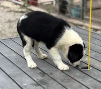 Sue, a female Border Collie for sale in New Castle, KY – 3 of 4