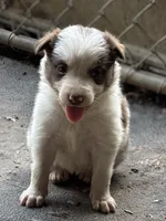 Bella, a female Border Collie for sale in New Castle, KY – 2 of 5