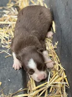 Shooter, a male Border Collie for sale in New Castle, KY – 3 of 4