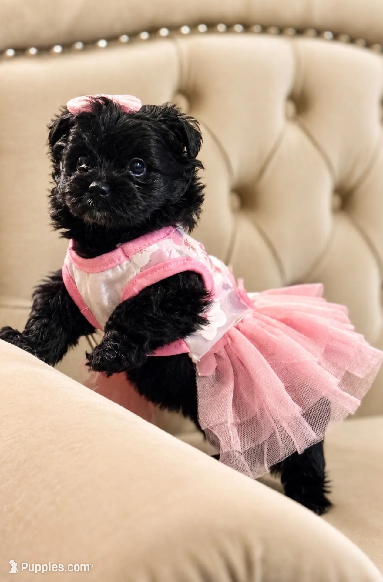 Nova, a female Pomapoo for sale in Chattanooga, TN – 1 of 3
