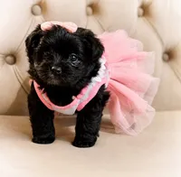 Nova, a female Pomapoo for sale in Chattanooga, TN – 3 of 3
