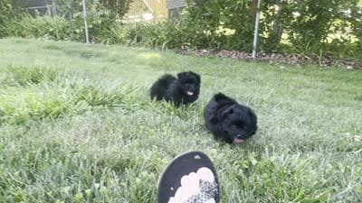 Nova, a female Pomeranian and Poodle - Toy  for sale in Chattanooga, TN – 4 of 4
