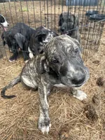 Smokey, a female Great Dane for sale in Hazel Green, AL – 2 of 2