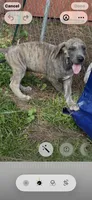 LJ, a male Great Dane for sale in Hazel Green, AL – 2 of 3