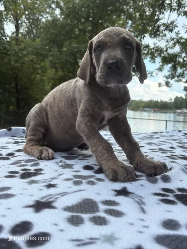 LJ – Great Dane puppy for sale in Hazel Green, AL