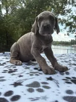 LJ, a male Great Dane for sale in Hazel Green, AL – 1 of 3